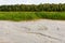 Bottom of a drained swamp with cattail and forest in the background