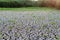 The bottom of a dried lake in Ukraine. Global water scarcity