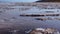 The bottom of a dying estuary, lake. Self-precipitating salt covers stones with a layer of white crystals, an environmental