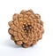 Bottom of Pine-cone