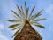 Bottom point of view up of sunlit phoenix date palm tree