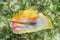 Bottom queen conch shell Lobatus gigas underwater