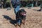 Bottom section of a man standing with a large black dog on a leash. The owner and a Rottweiler dog standing on the training area.