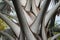 Bottom-up closeup view to Bismarckia nobilis leaves