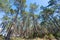 bottom-up point of view of tall wild pine trees