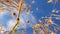 Bottom up spikelets of golden wheat and flying birds