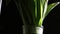 Bottom up view of a beautiful bouquet of white tulips in glass vase on black background close-up.