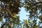 Bottom-up view of the blue sky, around the trees, Landscape of Pollino national park, a wide natural reserve in Basilicata and