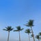 Bottom Up View Coconut Palm Trees on Blue Sky Background