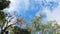 Bottom up view of the colorful leaves of the tropical trees in the autumn morning. Branches and leaves against the blue sky