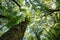 Bottom-up view of the crown of tall trees