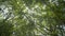 Bottom up view of lush foliage trees with afternoon sun. Walking through the tropical forest under the shade of large green trees.