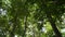 Bottom up view of lush foliage trees with afternoon sun. Walking through the tropical forest under the shade of the trees.