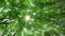 Bottom up view of lush green foliage of trees with