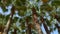 Bottom up view of palm trees against the blue sky. copy space