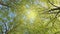 Bottom up view of spring green foliage of trees in