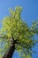 Bottom up view to one tall spring green linden against blue sky.