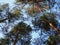 Bottom-up view of the tops of tall pines illuminated by the setting sun