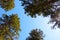 Bottom-up view. Treetops against the blue sky.