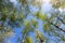 Bottom upward view of beautiful lush fresh green birch tree forest canopy treetop and bright colorful sun shining