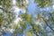 Bottom upward view of beautiful lush fresh green birch tree forest canopy treetop and bright colorful sun shining