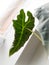 Bottom view of a alocasia amazonica leaf with a distinct pattern of veins