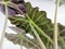 Bottom view of a alocasia amazonica leaf with a distinct pattern of veins