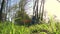 Bottom view as a pair of cyclists walking through the forest and rolling bicycles