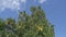 The bottom view on the birches swinging wind against the background of the blue sky with quickly floating white clouds