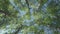 The bottom view on birches with young spring foliage against the background of the blue sky. The camera rotates around