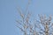 Bottom view blooming Pussy willow goat willow , Palm catkins, goat willow, willow