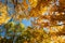 Bottom View Of Branch Tall Trees With Colorful Leaves On Blue Sk