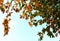 Bottom view branch of Terminalia catappa with red leaf change by wintertime, Ho chi Minh city, Vietnam