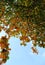 Bottom view branch of Terminalia catappa with red leaf change by wintertime, Ho chi Minh city, Vietnam