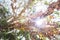 Bottom view of the branches of old tree at sunrise, fantastic tropical plants in the branches of ancient tree, bright morning sun