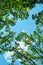 Bottom view of branches of tall trees against a blue sky. Abstract natural vegetative background