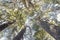 Bottom view of Cedrus Libani trees in Cedars of God forest, Arz, Bsharri, Lebanon