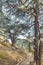 Bottom view of Cedrus Libani trees in Cedars of God forest, Arz, Bsharri, Lebanon