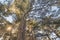 Bottom view of Cedrus Libani trees in Cedars of God forest with sun rays, Arz, Bsharri, Lebanon