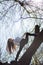 Bottom view charming cute slim girl gymnast is on top of unusual tree without leaves and executes elements of stretching