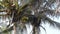 Bottom view of a coconut bunch on an palm tree in sunny dally light slightly moving by the ocean breeze wind.