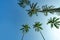 Bottom view of coconut tree on clear blue sky. Summer and paradise beach concept. Tropical coconut palm tree. Summer vacation