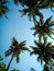 Bottom view coconut tree in Kebumen, Indonesia