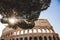 bottom view of Colosseum ruins with tree and sunshine