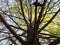 Bottom view of a coniferous tree with moss on the trunk and a dove sitting on a branch