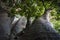 Bottom view on a Crown of Giant Baobab tree, the bigest Baobab in East Africa. Pemba, Zanzibar, Tanzania