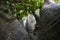 Bottom view on a Crown of Giant Baobab tree, the bigest Baobab in East Africa. Pemba, Zanzibar, Tanzania