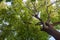 Bottom view of a crown of a huge green tree