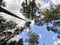 Bottom view of the crowns of deciduous trees and ship pines against a beautiful sky with clouds