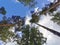 Bottom view of the crowns of deciduous trees and ship pines against a beautiful sky with clouds